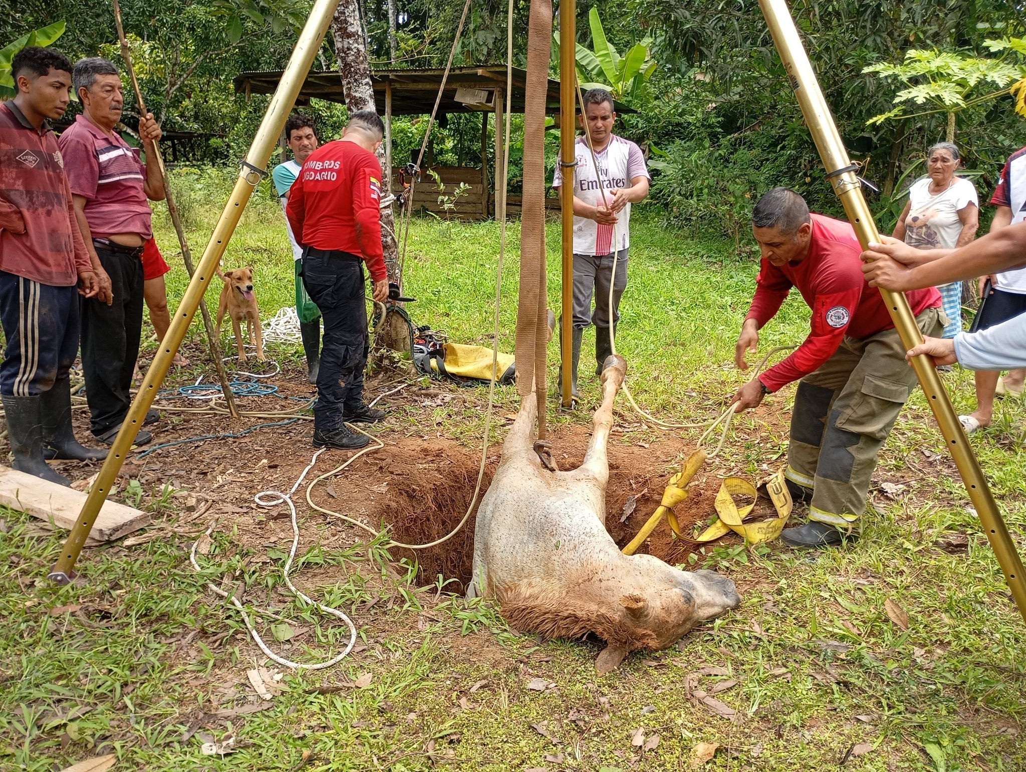 Rescate de caballo que cayó en un hueco en la vía a Colombia